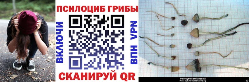 блэк спрут как войти  Афипский  Галлюциногенные грибы мицелий 
